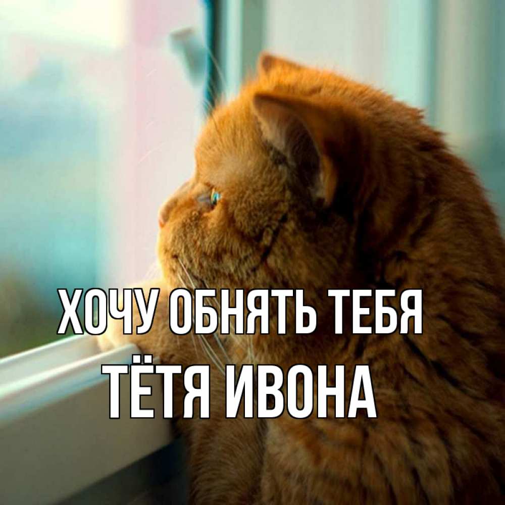 Открытка на каждый день с именем, Тётя-Ивона Хочу обнять тебя большой огромный рыжий котяра Прикольная открытка с пожеланием онлайн скачать бесплатно 