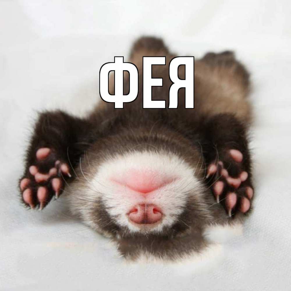 Открытка на каждый день с именем, Фея Главная зверек Прикольная открытка с пожеланием онлайн скачать бесплатно 