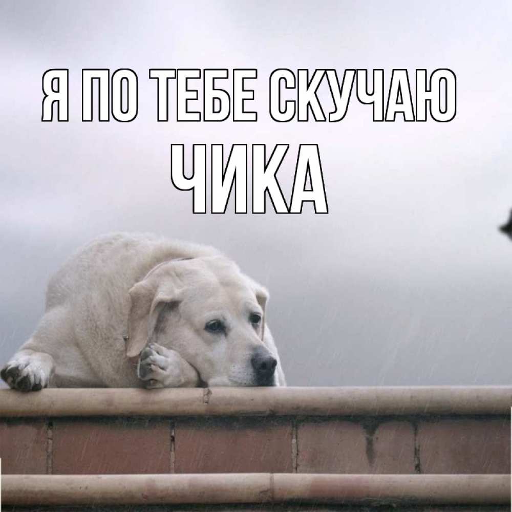 Открытка на каждый день с именем, Чика Я по тебе скучаю ждет Прикольная открытка с пожеланием онлайн скачать бесплатно 