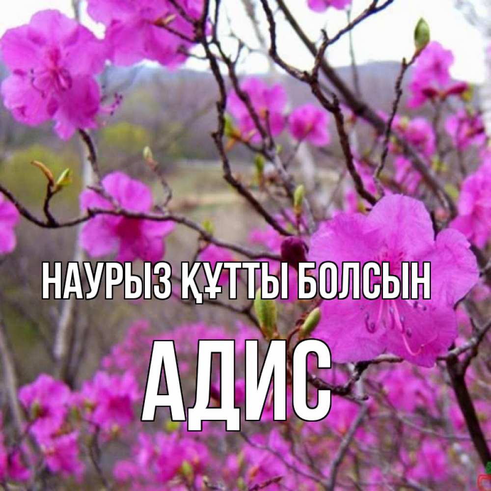 Открытка на каждый день с именем, Адис Наурыз құтты болсын наурыз мейрамы кутты болсын Прикольная открытка с пожеланием онлайн скачать бесплатно 
