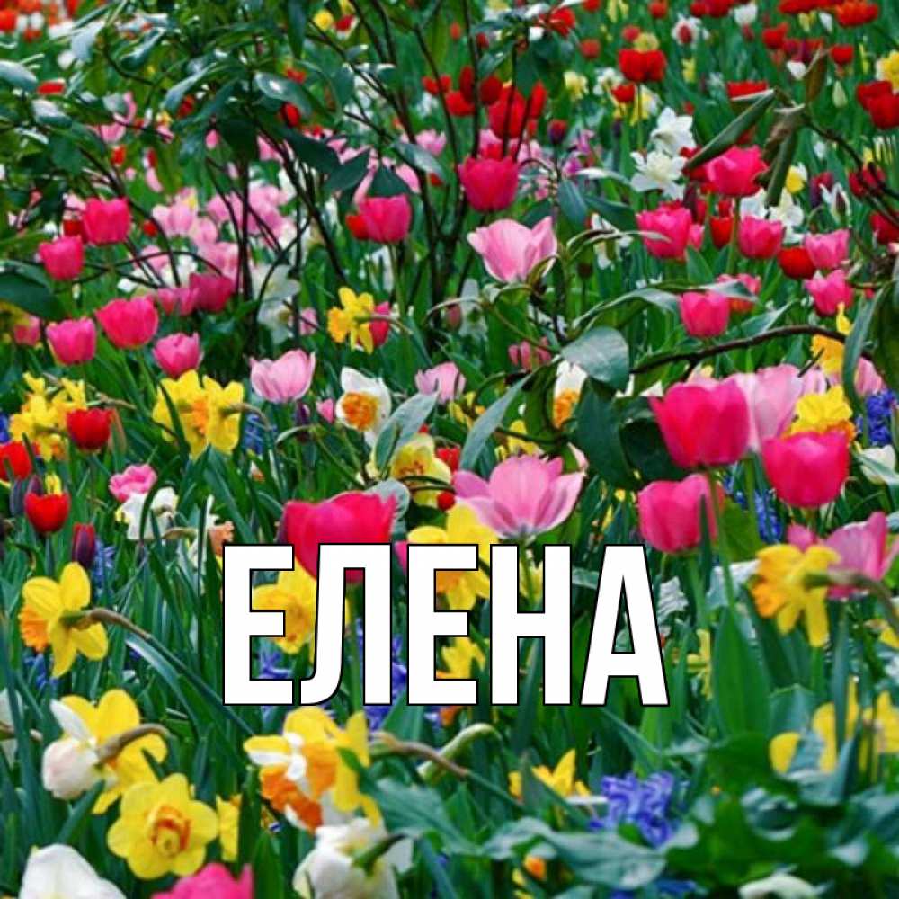 Открытка на каждый день с именем, Елена Главная с наурызом поздравления для женщины Прикольная открытка с пожеланием онлайн скачать бесплатно 