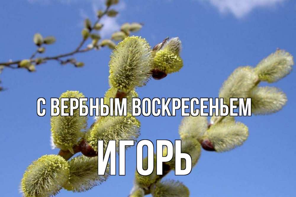 Открытка на каждый день с именем, Игорь С вербным воскресеньем верба Прикольная открытка с пожеланием онлайн скачать бесплатно 