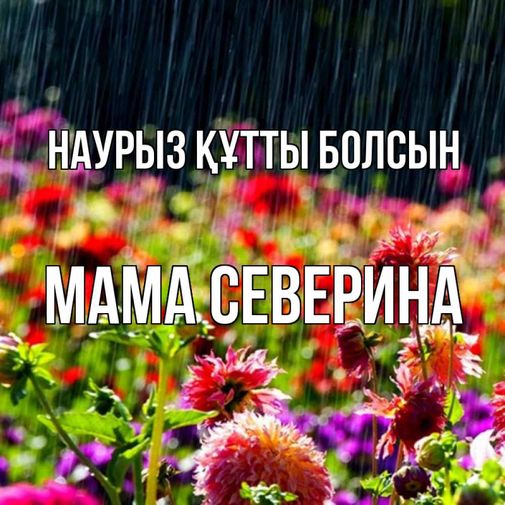 Открытка на каждый день с именем, Мама-Северина Наурыз құтты болсын цветы под дождиком к наурызу Прикольная открытка с пожеланием онлайн скачать бесплатно 