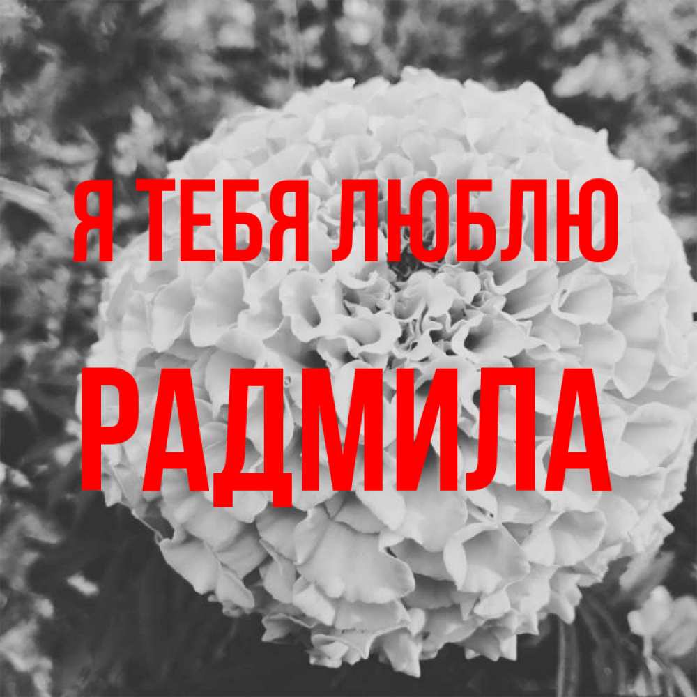 Открытка на каждый день с именем, Радмила Я тебя люблю подпись Прикольная открытка с пожеланием онлайн скачать бесплатно 