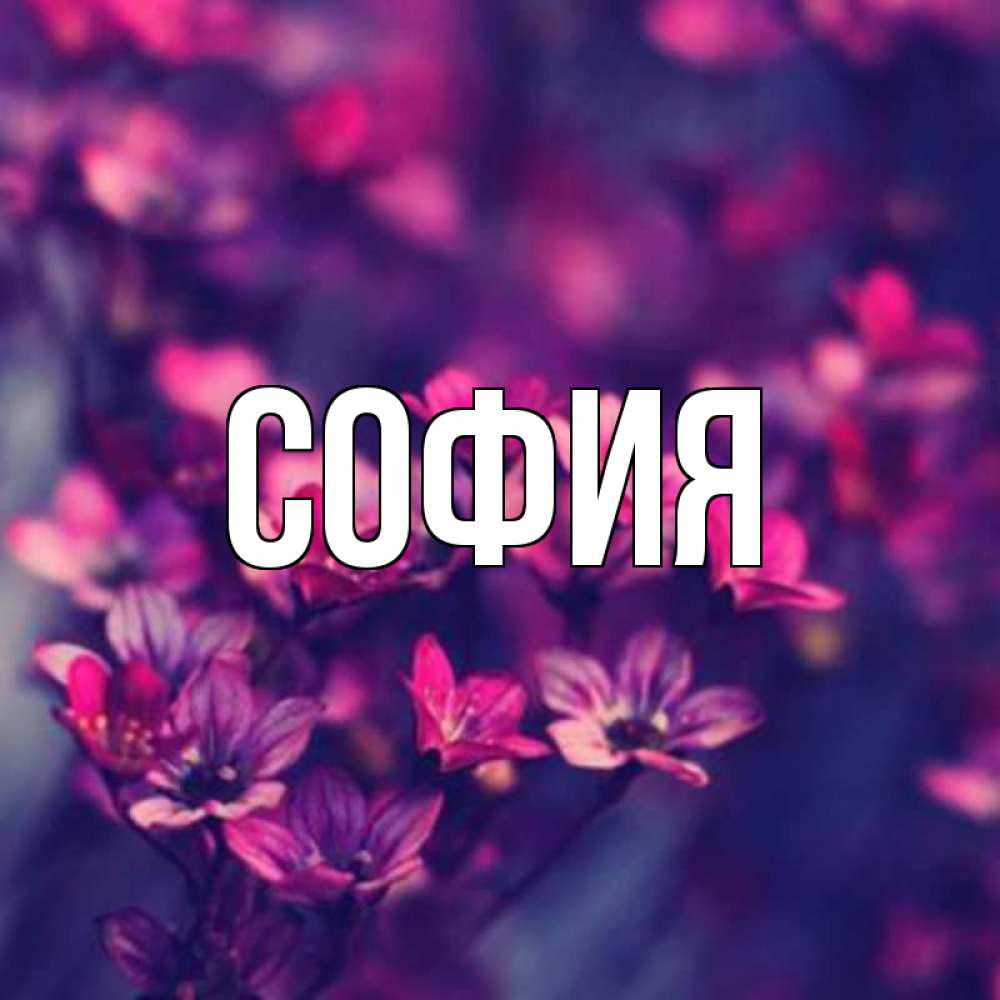 Открытка на каждый день с именем, София Главная небольшие цветы 1 Прикольная открытка с пожеланием онлайн скачать бесплатно 