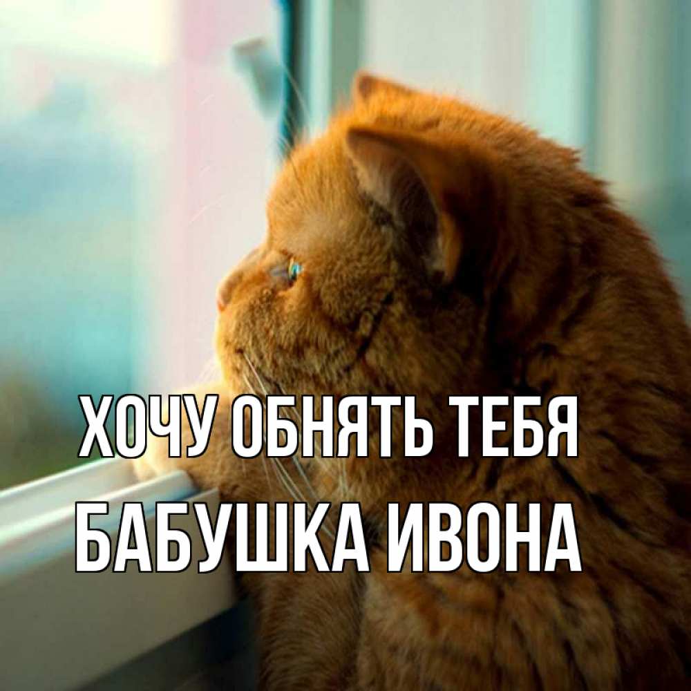 Открытка на каждый день с именем, Бабушка-Ивона Хочу обнять тебя большой огромный рыжий котяра Прикольная открытка с пожеланием онлайн скачать бесплатно 