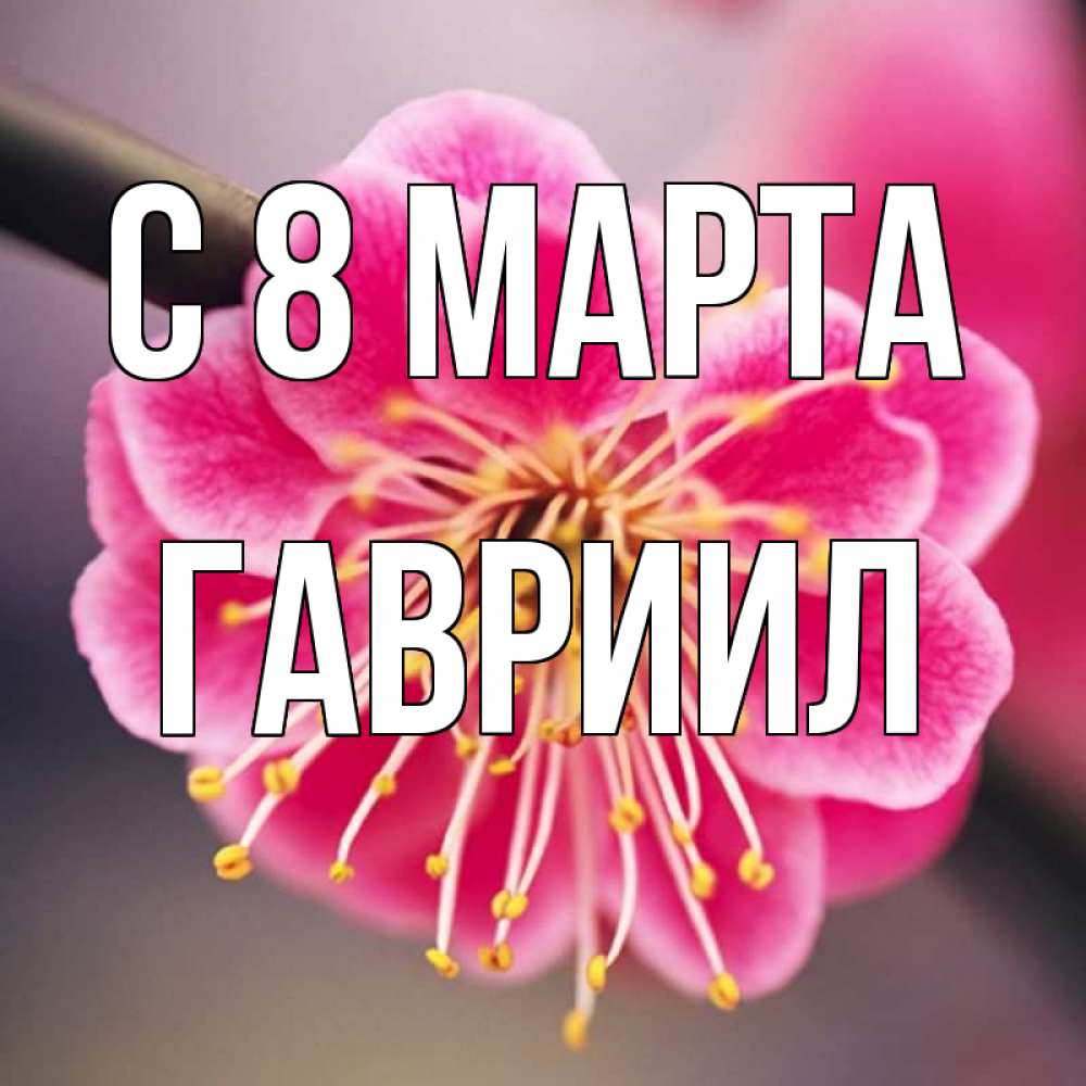 Открытка на каждый день с именем, Гавриил С 8 МАРТА цветы Прикольная открытка с пожеланием онлайн скачать бесплатно 