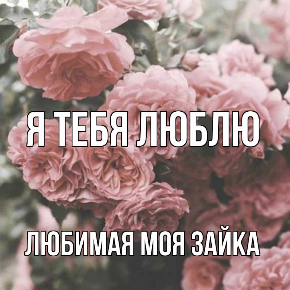 Открытка на каждый день с именем, Любимая-моя-зайка Я тебя люблю розы 3 Прикольная открытка с пожеланием онлайн скачать бесплатно 