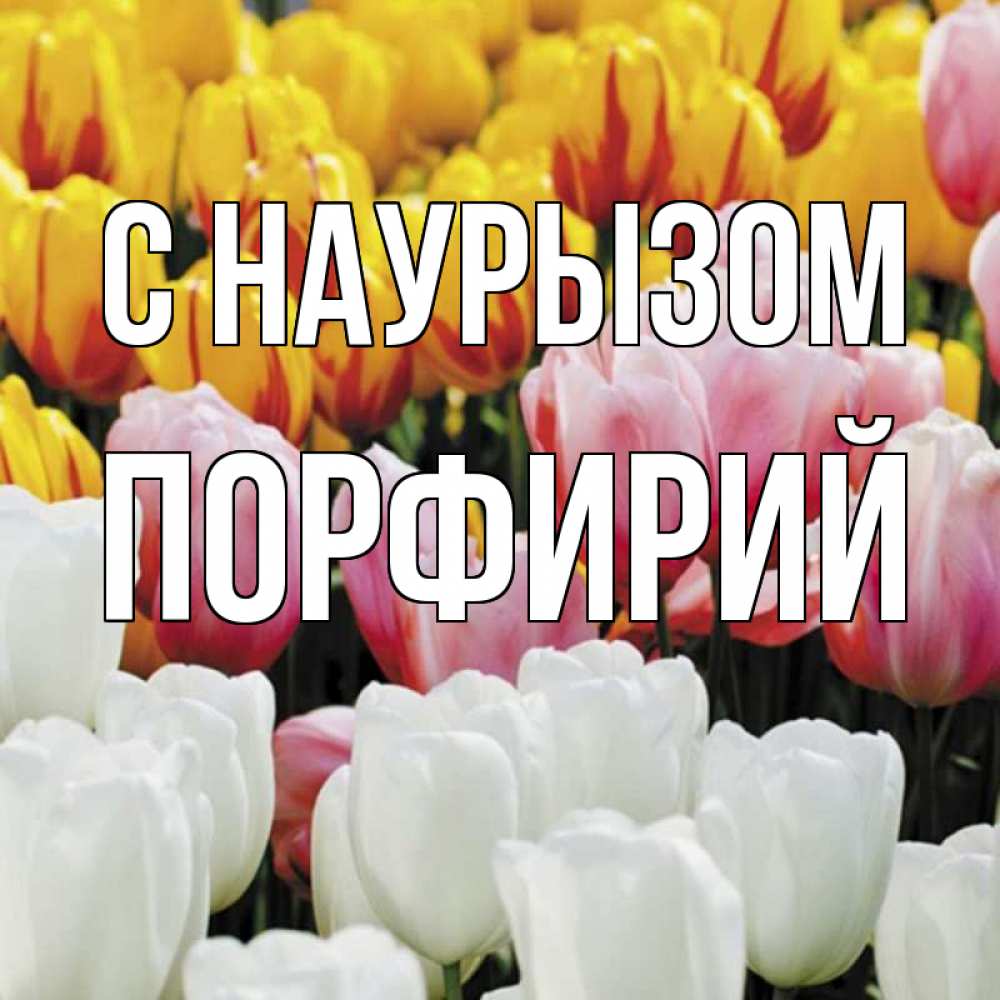 Открытка на каждый день с именем, Порфирий С наурызом разноцветные цветы Прикольная открытка с пожеланием онлайн скачать бесплатно 