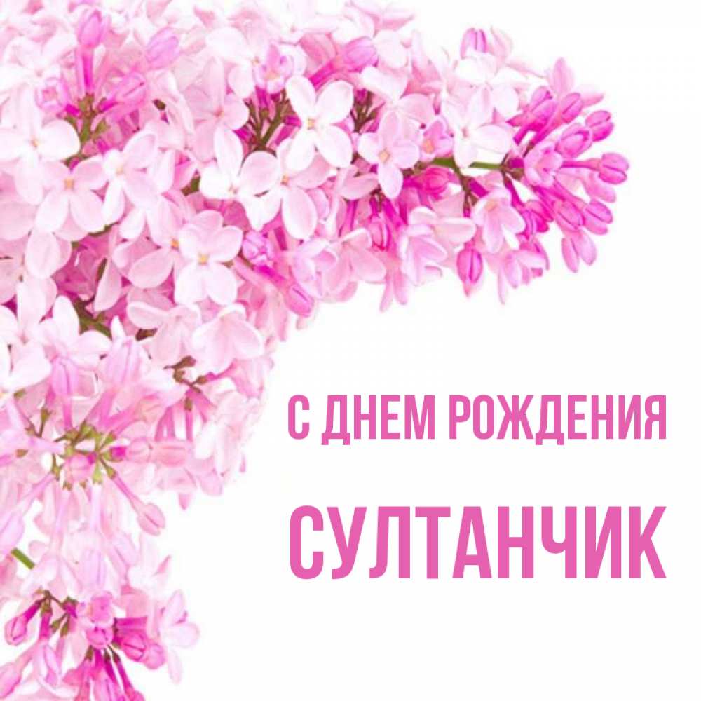Открытка на каждый день с именем, Султанчик С днем рождения Сирень на белом фоне Прикольная открытка с пожеланием онлайн скачать бесплатно 