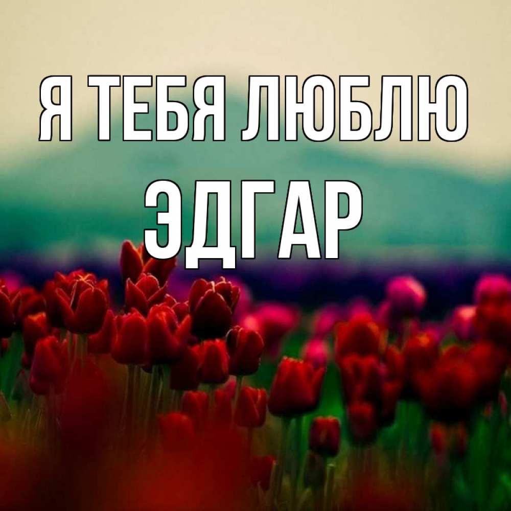 Открытка на каждый день с именем, Эдгар Я тебя люблю тюльпаны 4 Прикольная открытка с пожеланием онлайн скачать бесплатно 