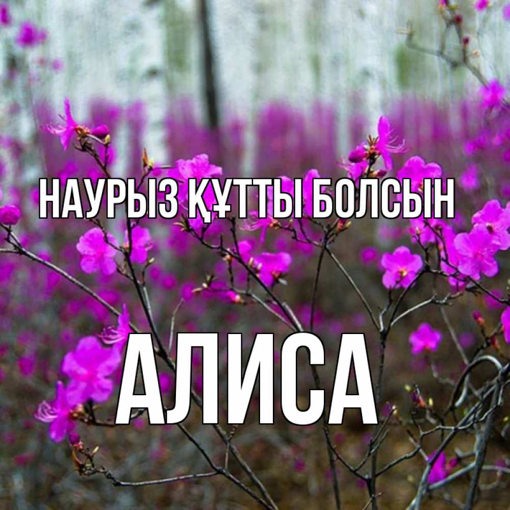 Открытка на каждый день с именем, Алиса Наурыз құтты болсын дикие цветы Прикольная открытка с пожеланием онлайн скачать бесплатно 