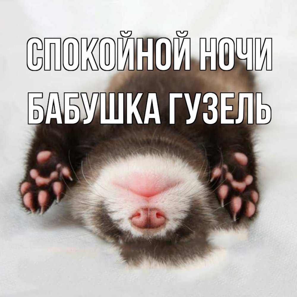 Открытка на каждый день с именем, Бабушка-Гузель Спокойной ночи зверек Прикольная открытка с пожеланием онлайн скачать бесплатно 