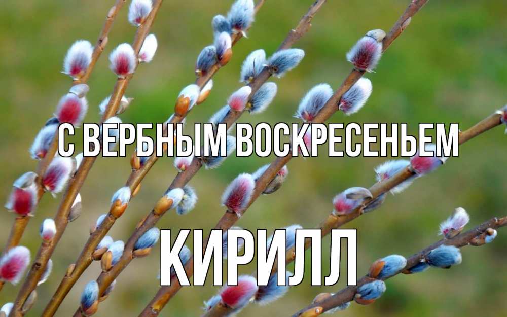 Открытка на каждый день с именем, Кирилл С вербным воскресеньем верба Прикольная открытка с пожеланием онлайн скачать бесплатно 