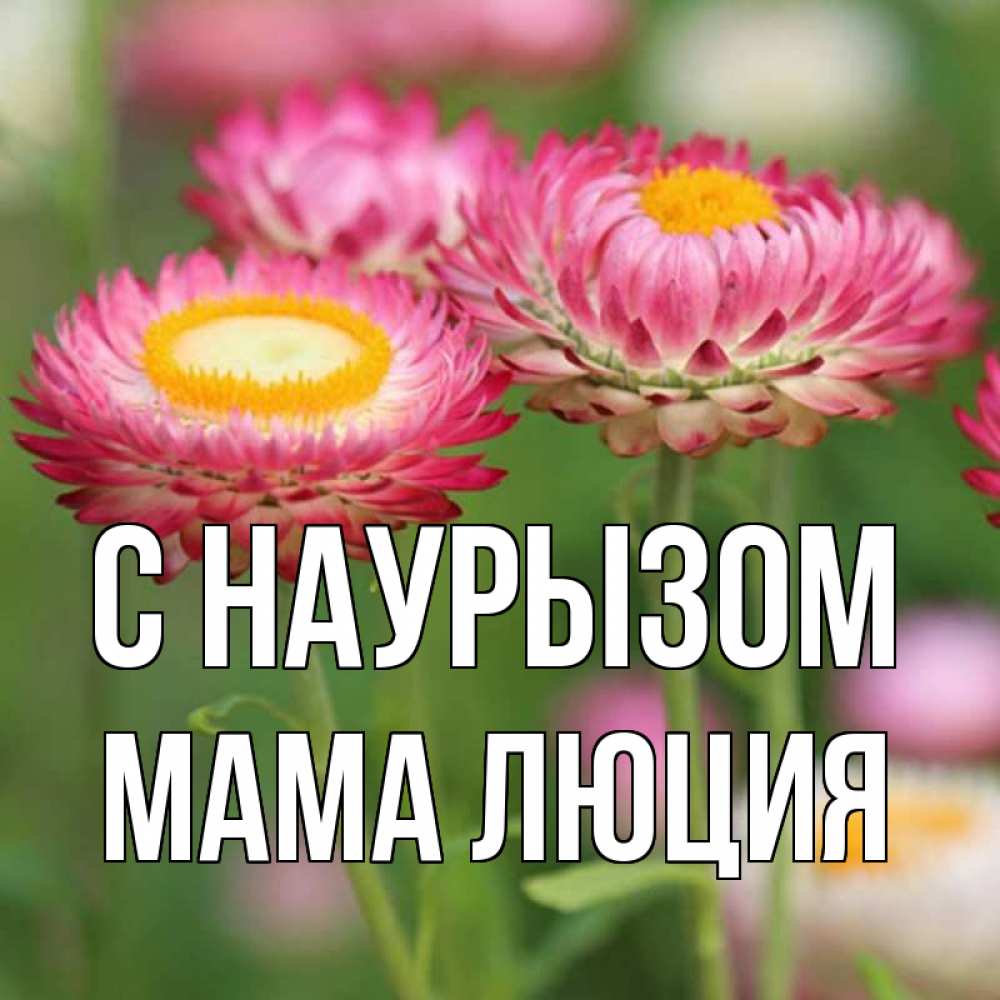 Открытка на каждый день с именем, Мама-Люция С наурызом подарок на международный женский день Прикольная открытка с пожеланием онлайн скачать бесплатно 