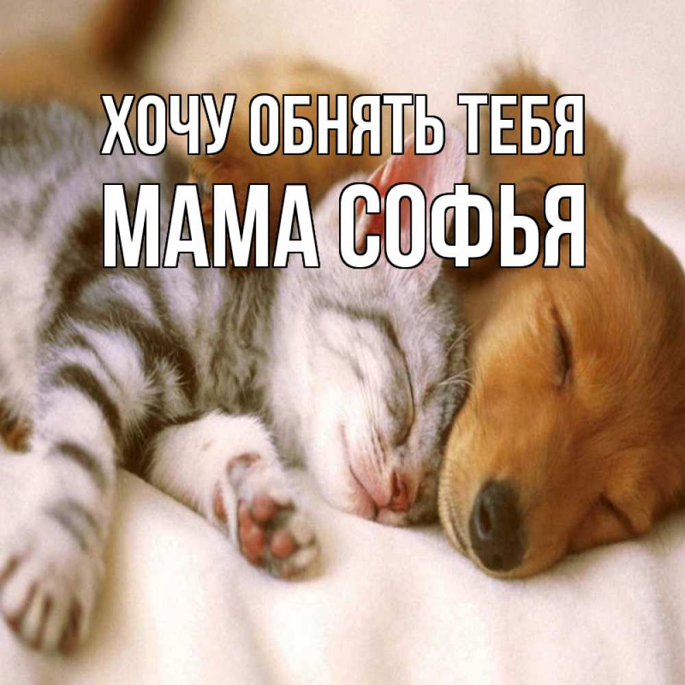 Открытка на каждый день с именем, Мама-Софья Хочу обнять тебя пес и котенок Прикольная открытка с пожеланием онлайн скачать бесплатно 
