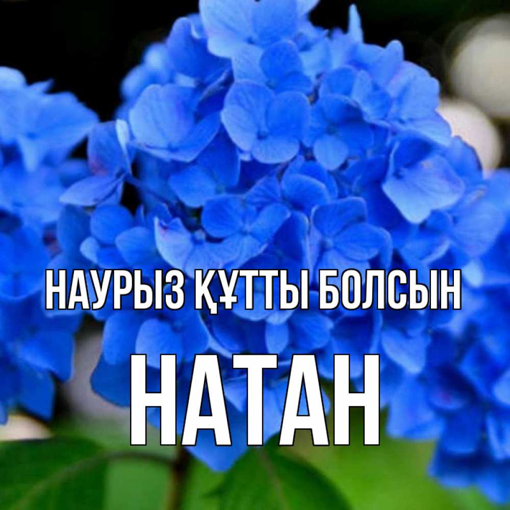 Открытка на каждый день с именем, Натан Наурыз құтты болсын синие цветы Прикольная открытка с пожеланием онлайн скачать бесплатно 
