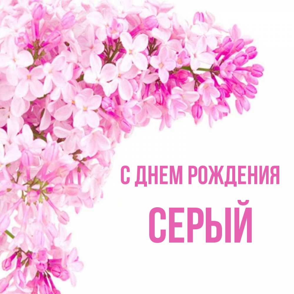 Открытка на каждый день с именем, СЕРЫЙ С днем рождения Сирень на белом фоне Прикольная открытка с пожеланием онлайн скачать бесплатно 