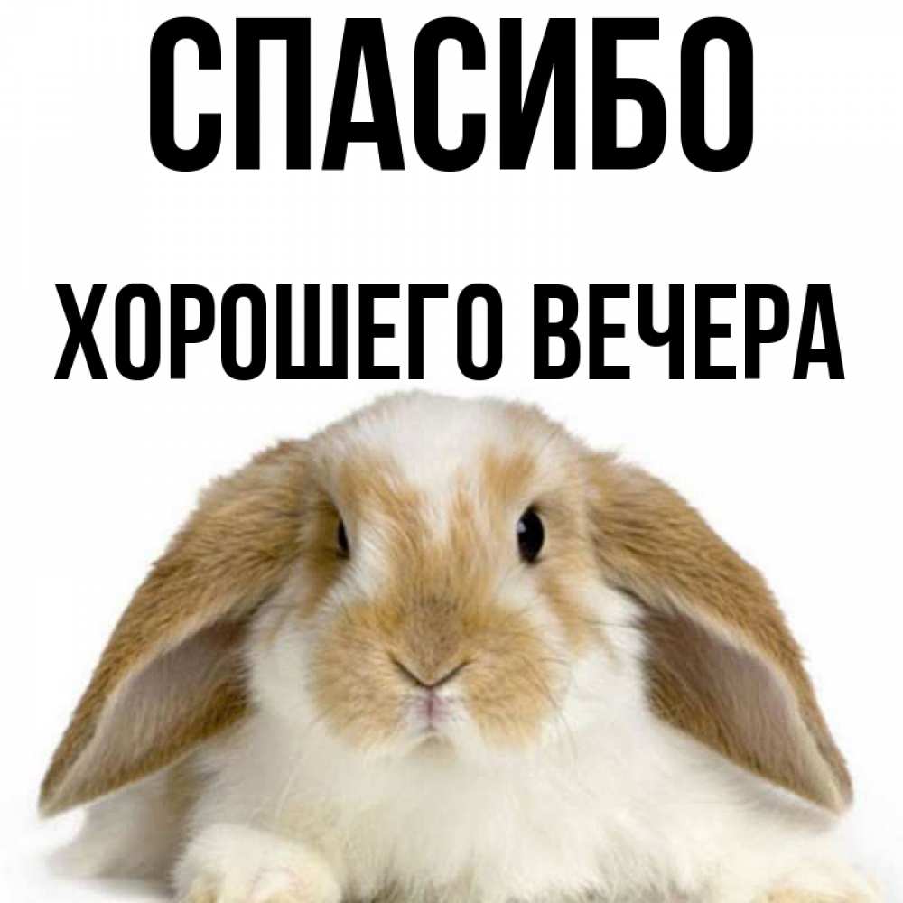 Открытка на каждый день с именем, -Хорошего-вечера Спасибо коричнево белый заяц Прикольная открытка с пожеланием онлайн скачать бесплатно 