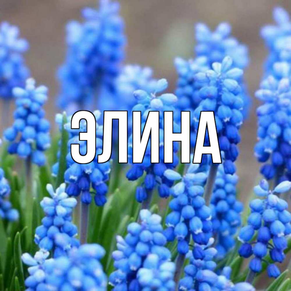 Открытка на каждый день с именем, Элина Главная Поздравительная открытка для женщин с цветами на праздничную дату Прикольная открытка с пожеланием онлайн скачать бесплатно 