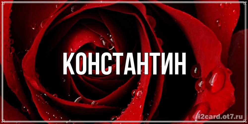 Открытка на каждый день с именем, Константин Главная крупная бордовая роза Прикольная открытка с пожеланием онлайн скачать бесплатно 