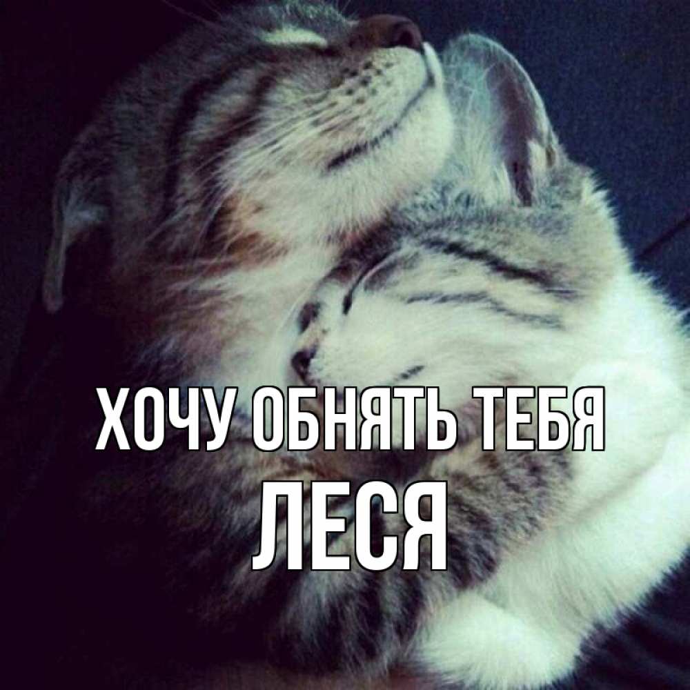 Открытка на каждый день с именем, Леся Хочу обнять тебя полосатики Прикольная открытка с пожеланием онлайн скачать бесплатно 