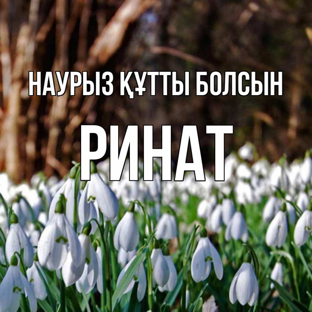 Открытка на каждый день с именем, Ринат Наурыз құтты болсын с подснежниками 1 Прикольная открытка с пожеланием онлайн скачать бесплатно 