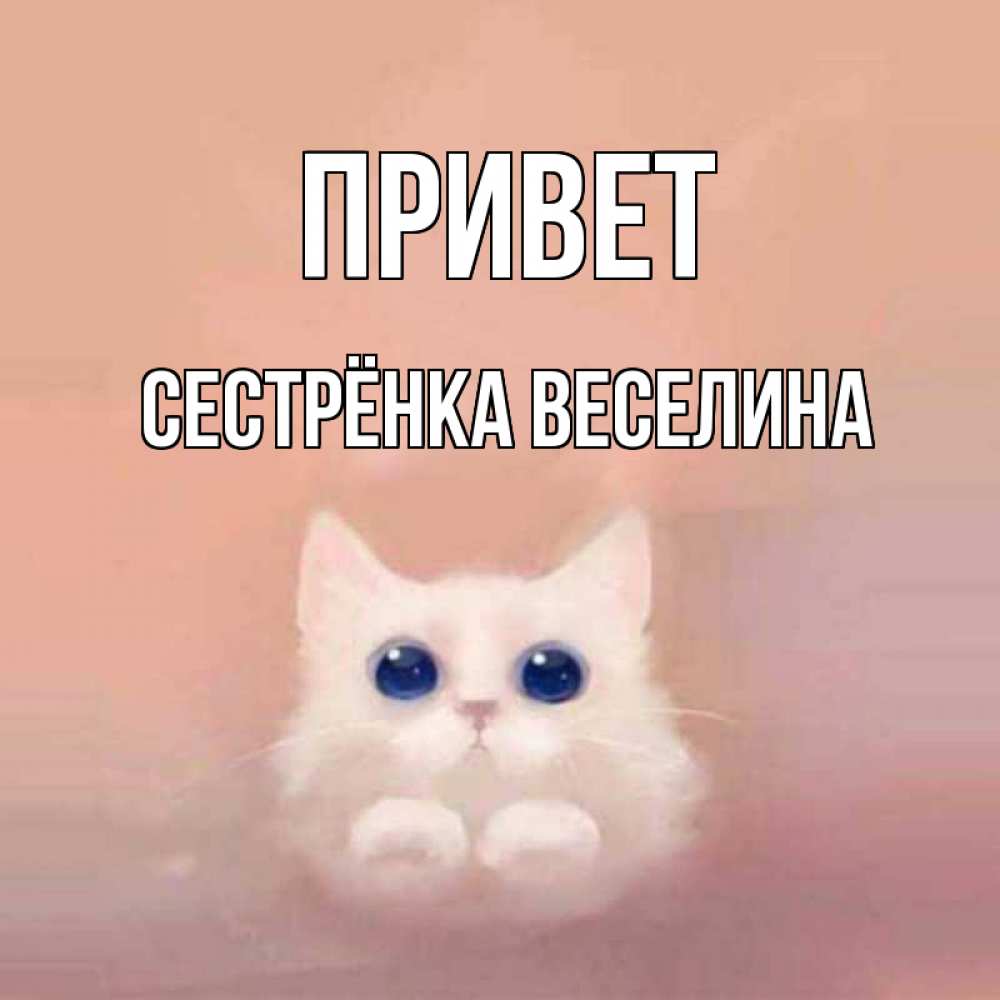 Открытка на каждый день с именем, Сестрёнка-Веселина Привет котик белый в полете Прикольная открытка с пожеланием онлайн скачать бесплатно 