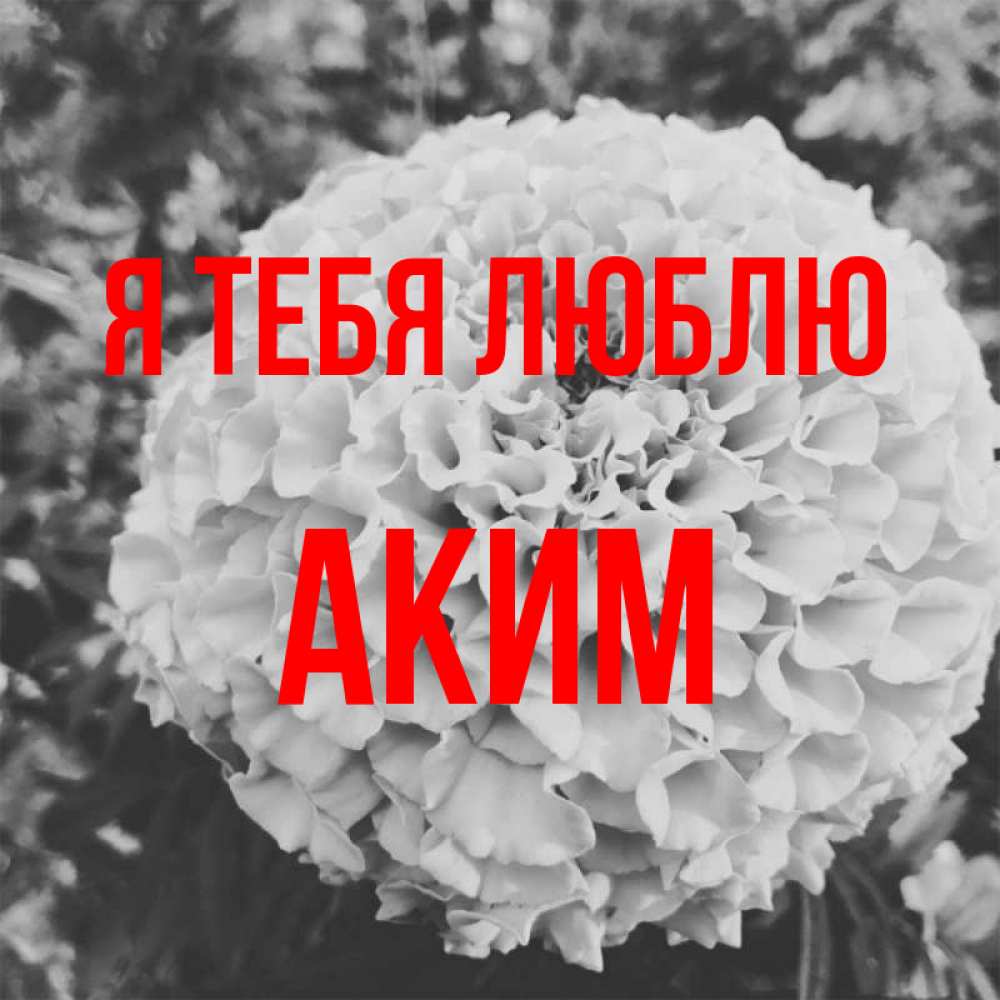 Открытка на каждый день с именем, Аким Я тебя люблю подпись Прикольная открытка с пожеланием онлайн скачать бесплатно 