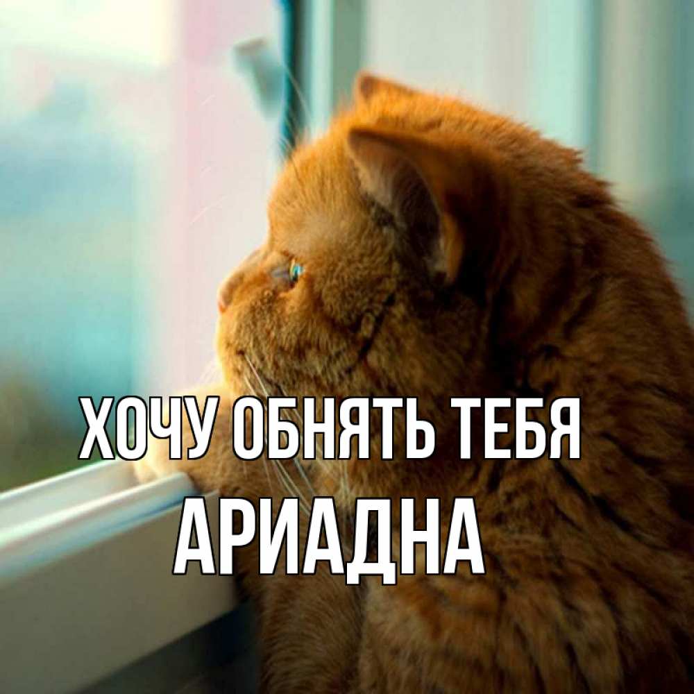 Открытка на каждый день с именем, Ариадна Хочу обнять тебя большой огромный рыжий котяра Прикольная открытка с пожеланием онлайн скачать бесплатно 