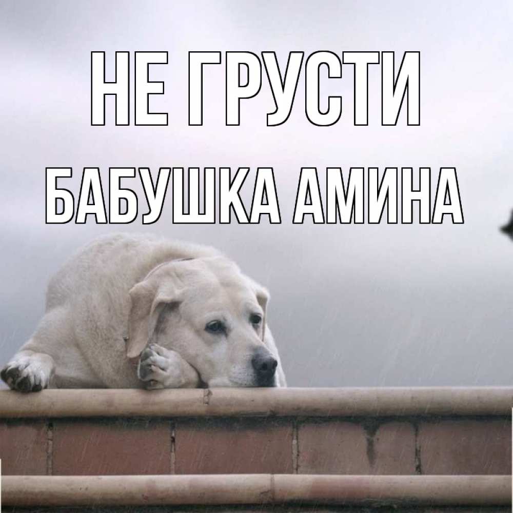 Открытка на каждый день с именем, Бабушка-Амина Не грусти белый пес 1 Прикольная открытка с пожеланием онлайн скачать бесплатно 