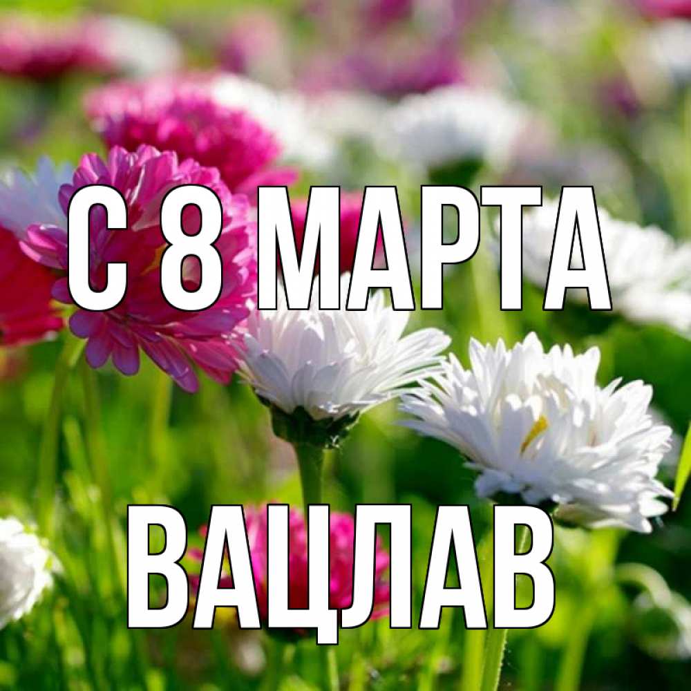 Открытка на каждый день с именем, Вацлав С 8 МАРТА международный женский день 1 Прикольная открытка с пожеланием онлайн скачать бесплатно 