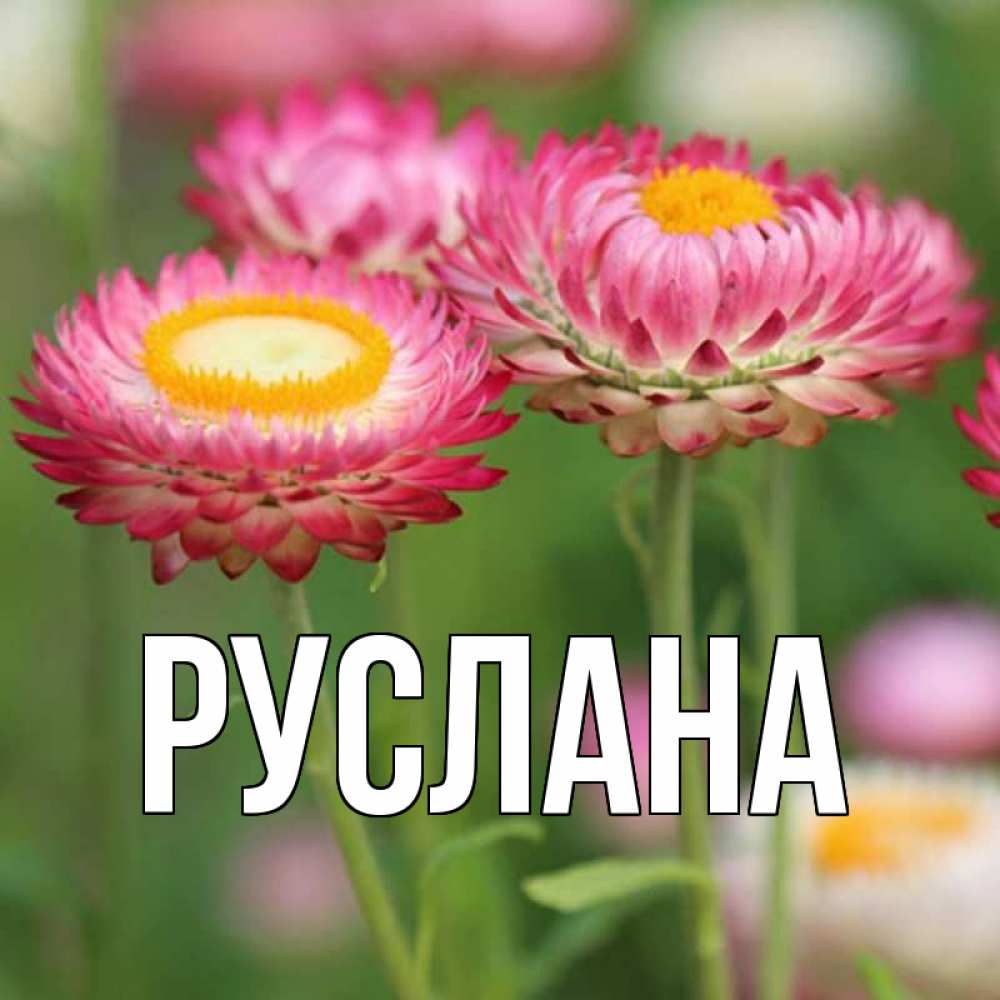 Открытка на каждый день с именем, Руслана Главная подарок на международный женский день Прикольная открытка с пожеланием онлайн скачать бесплатно 