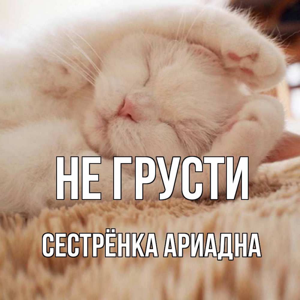 Открытка на каждый день с именем, Сестрёнка-Ариадна Не грусти белый кот Прикольная открытка с пожеланием онлайн скачать бесплатно 