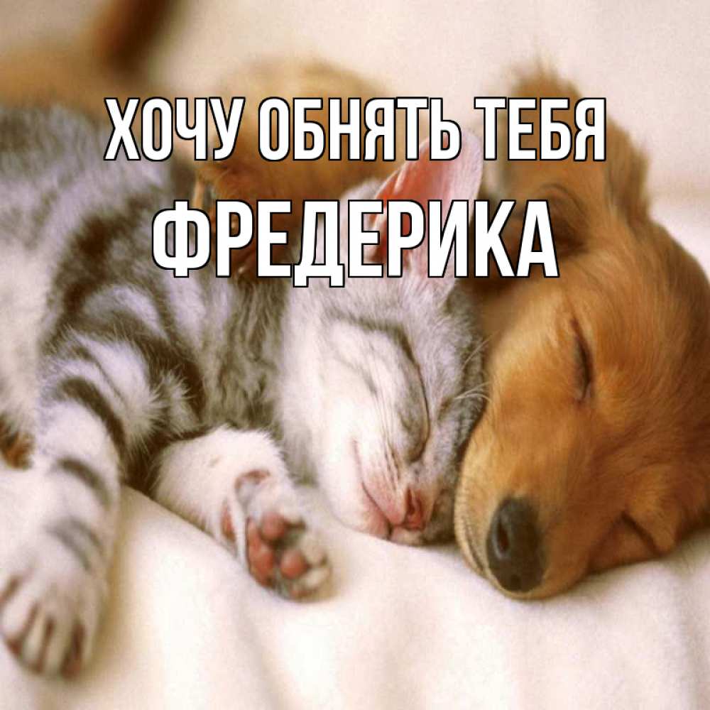 Открытка на каждый день с именем, Фредерика Хочу обнять тебя пес и котенок Прикольная открытка с пожеланием онлайн скачать бесплатно 