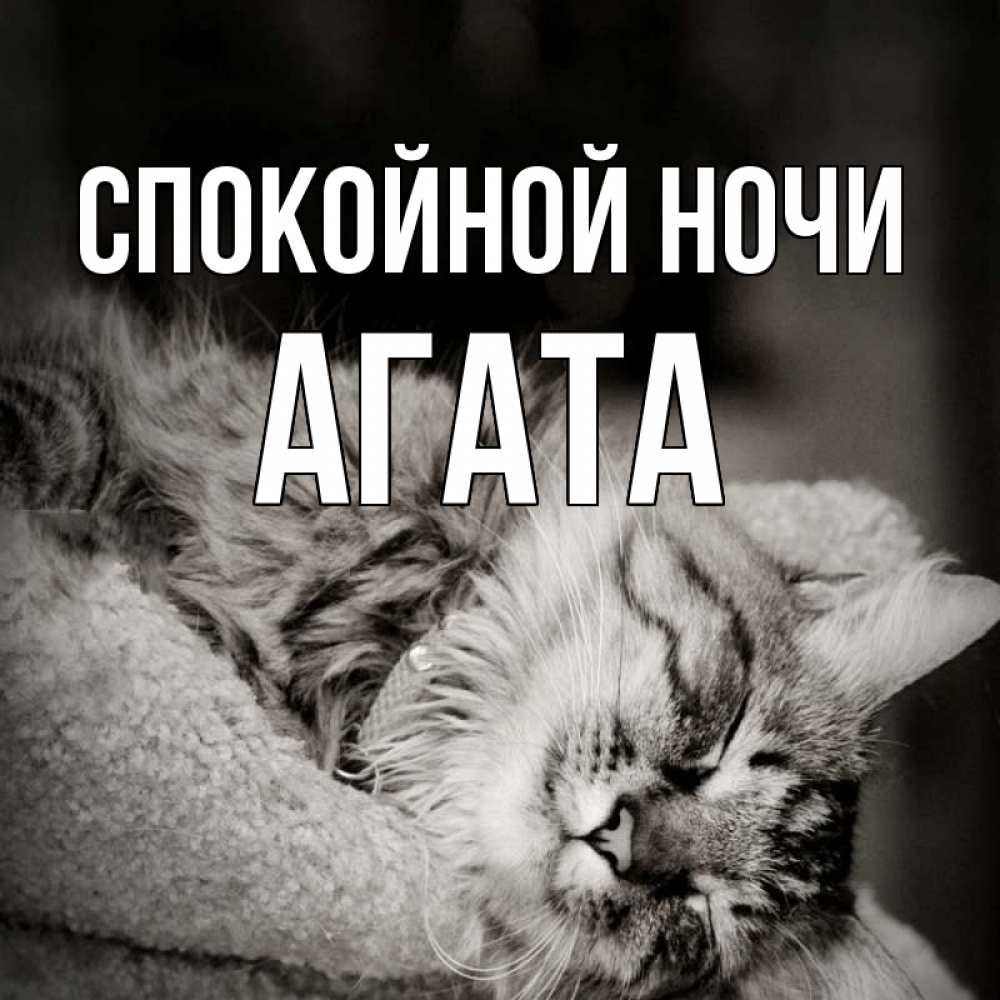 Открытка на каждый день с именем, Агата Спокойной ночи котярик пушистый Прикольная открытка с пожеланием онлайн скачать бесплатно 