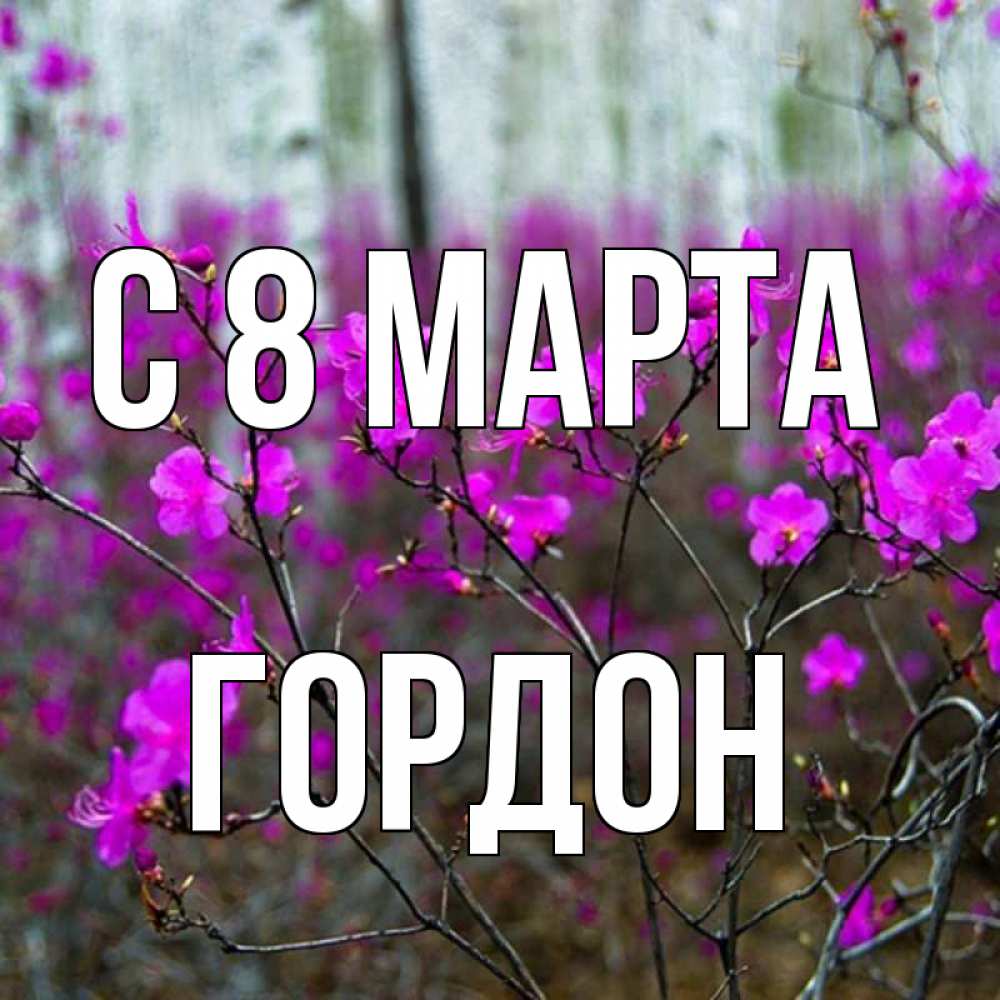 Открытка на каждый день с именем, Гордон С 8 МАРТА дикие цветы Прикольная открытка с пожеланием онлайн скачать бесплатно 