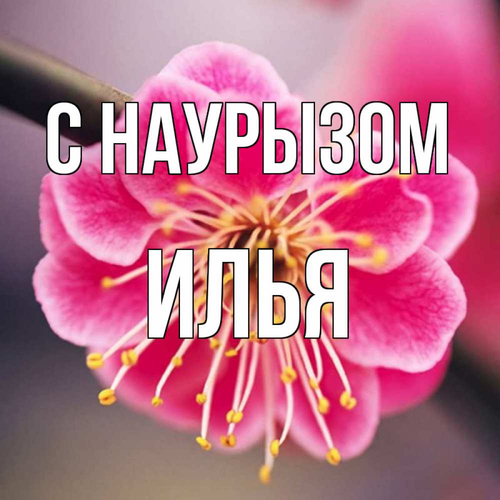 Открытка на каждый день с именем, Илья С наурызом цветы Прикольная открытка с пожеланием онлайн скачать бесплатно 