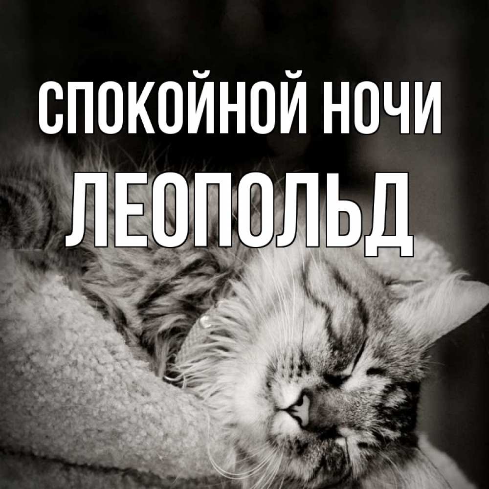 Открытка на каждый день с именем, Леопольд Спокойной ночи котярик пушистый Прикольная открытка с пожеланием онлайн скачать бесплатно 