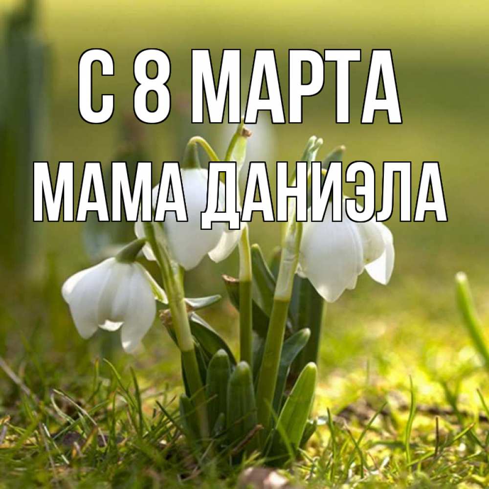 Открытка на каждый день с именем, Мама-Даниэла С 8 МАРТА ранние цветы 2 Прикольная открытка с пожеланием онлайн скачать бесплатно 