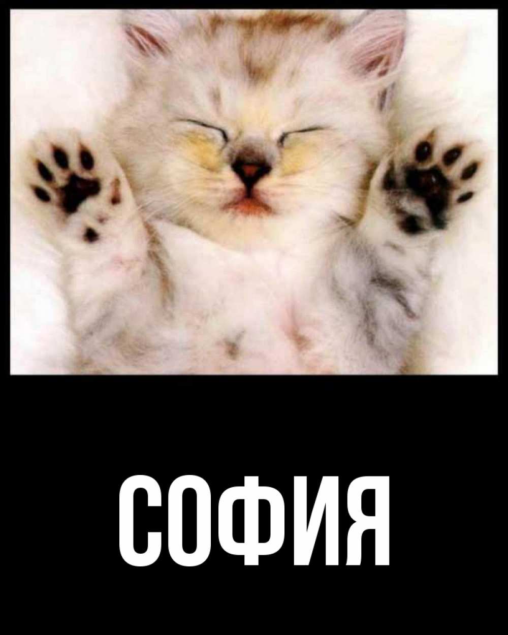 Открытка на каждый день с именем, София Главная маленький котенок Прикольная открытка с пожеланием онлайн скачать бесплатно 