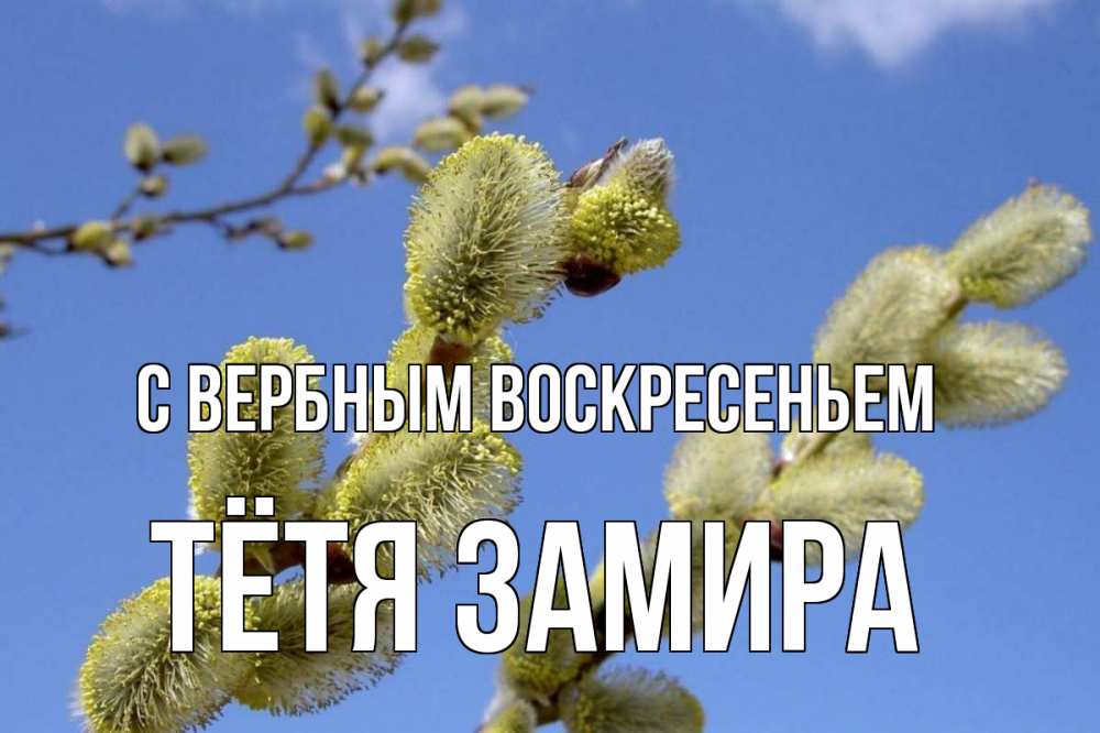 Открытка на каждый день с именем, Тётя-Замира С вербным воскресеньем верба Прикольная открытка с пожеланием онлайн скачать бесплатно 