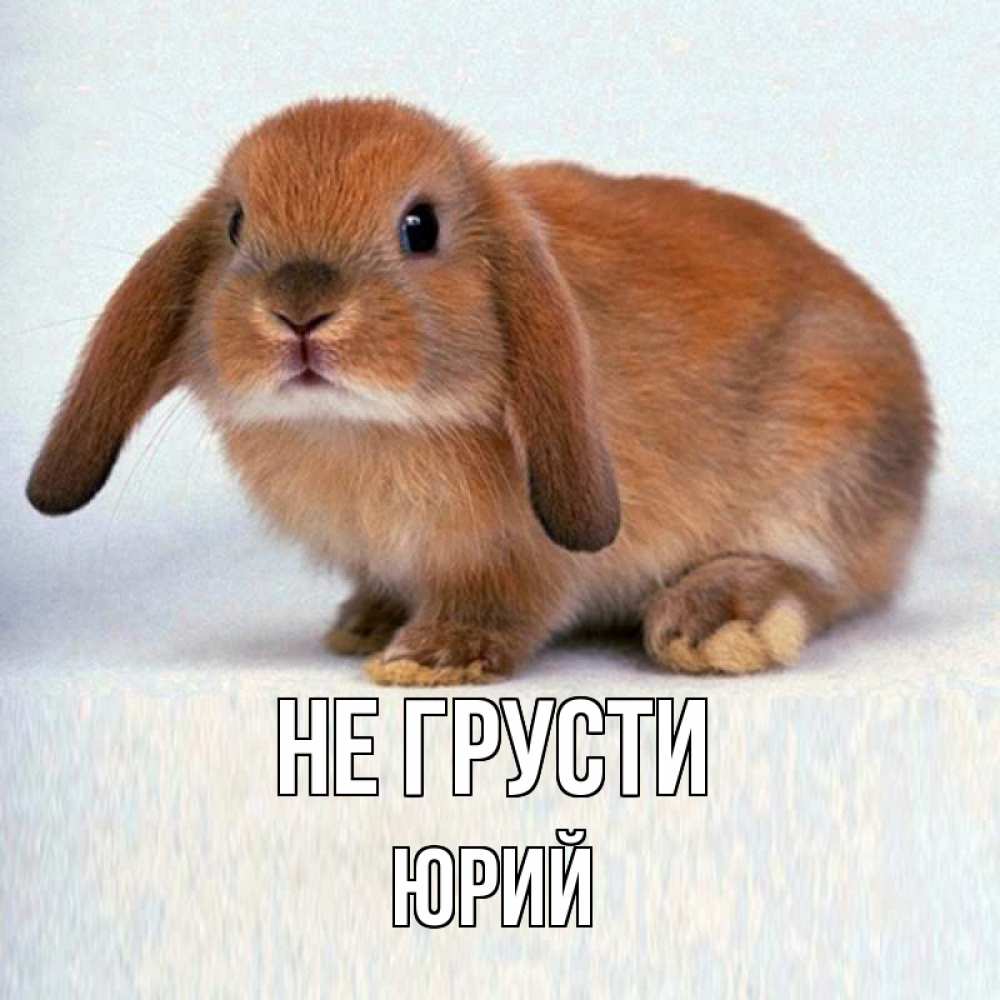 Открытка на каждый день с именем, Юрий Не грусти рыжий зая Прикольная открытка с пожеланием онлайн скачать бесплатно 