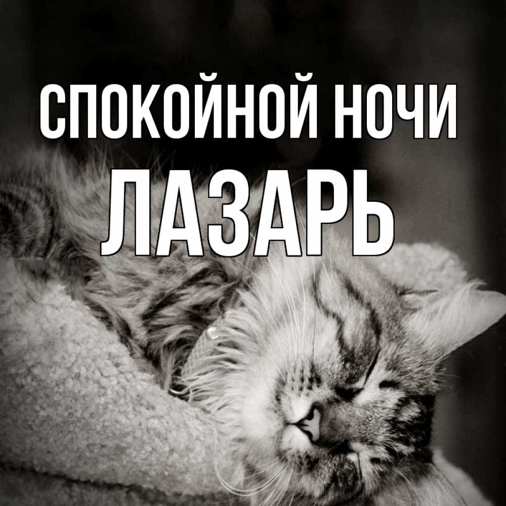 Открытка на каждый день с именем, Лазарь Спокойной ночи котярик пушистый Прикольная открытка с пожеланием онлайн скачать бесплатно 