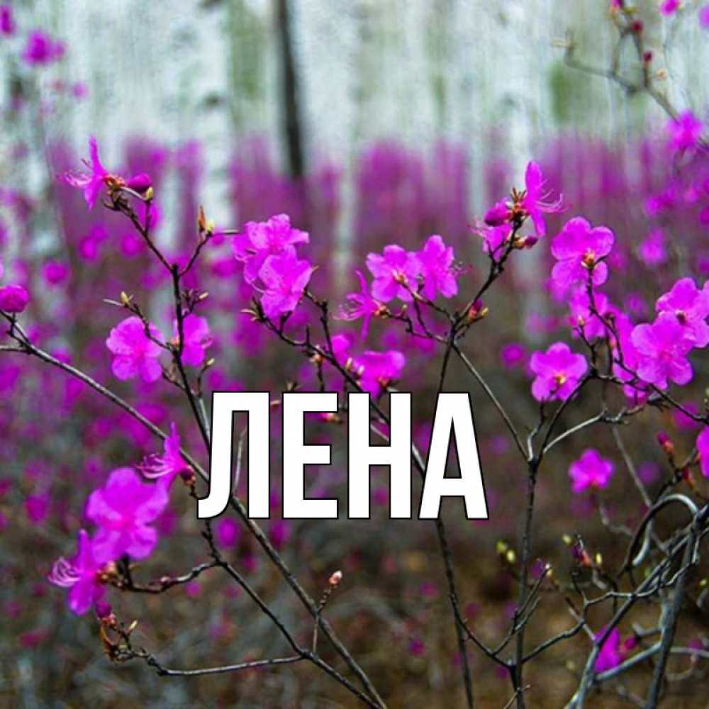 Открытка на каждый день с именем, Лена Главная дикие цветы Прикольная открытка с пожеланием онлайн скачать бесплатно 