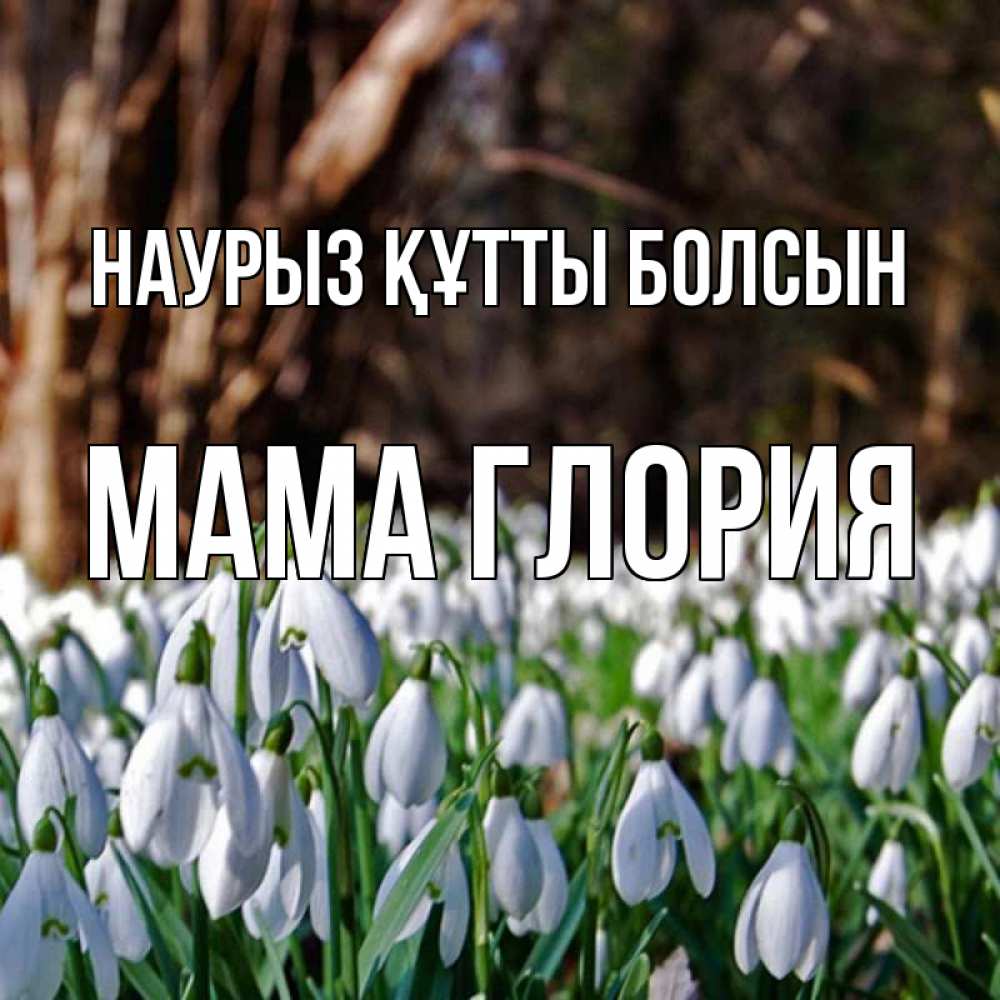 Открытка на каждый день с именем, Мама-Глория Наурыз құтты болсын с подснежниками 1 Прикольная открытка с пожеланием онлайн скачать бесплатно 