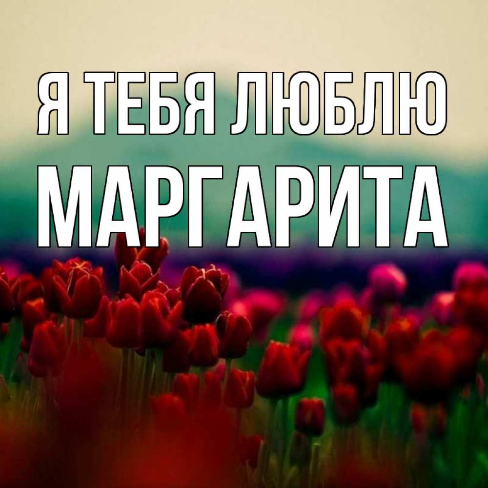 Открытка на каждый день с именем, Маргарита Я тебя люблю тюльпаны 4 Прикольная открытка с пожеланием онлайн скачать бесплатно 