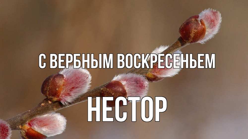 Открытка на каждый день с именем, Нестор С вербным воскресеньем верба Прикольная открытка с пожеланием онлайн скачать бесплатно 