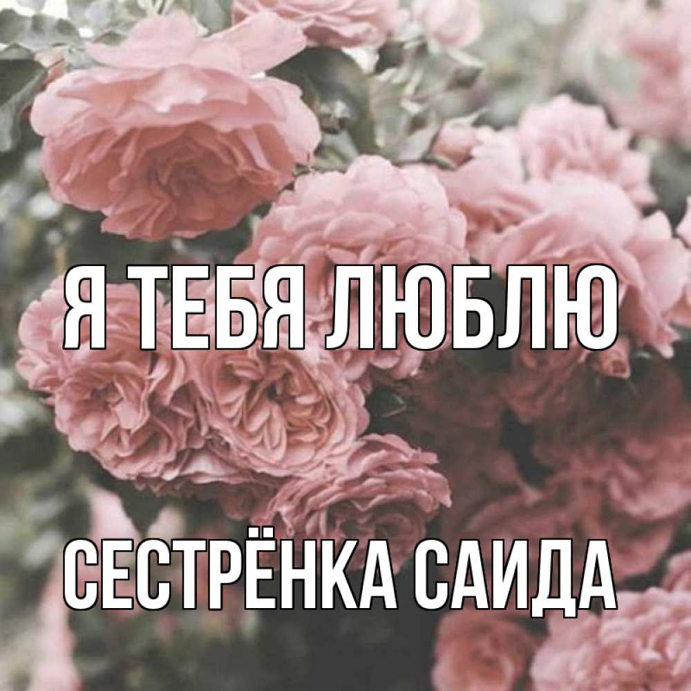 Открытка на каждый день с именем, Сестрёнка-Саида Я тебя люблю розы 3 Прикольная открытка с пожеланием онлайн скачать бесплатно 
