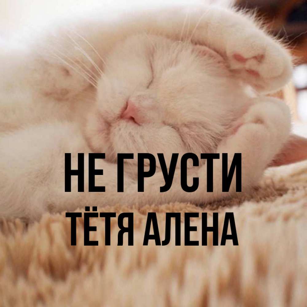 Открытка на каждый день с именем, Тётя-Алена Не грусти Котенок спит Прикольная открытка с пожеланием онлайн скачать бесплатно 